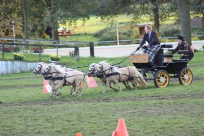 Schaufahren mit Mini-Shetties