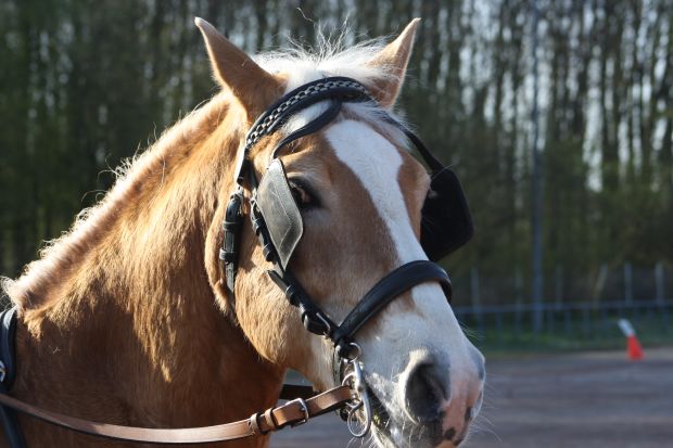 Bildansicht