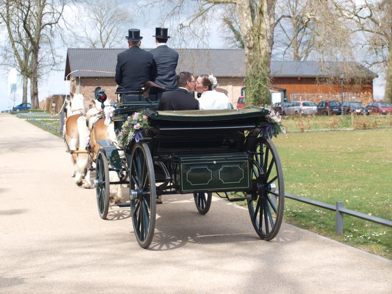 Sechserzug an einem Landauer als Hochzeitskutsche Sechserzug an einem Landauer als Hochzeitskutsche