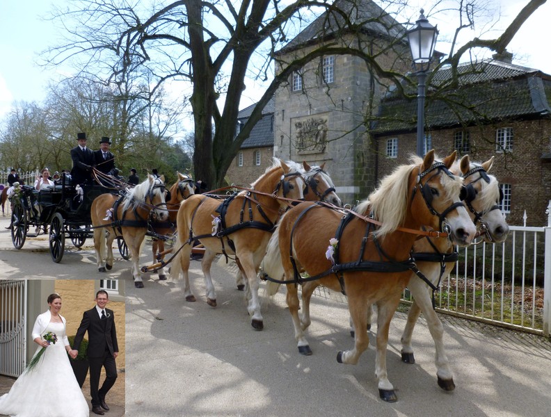Sechserzug an einem Landauer als Hochzeitskutsche Sechserzug an einem Landauer als Hochzeitskutsche