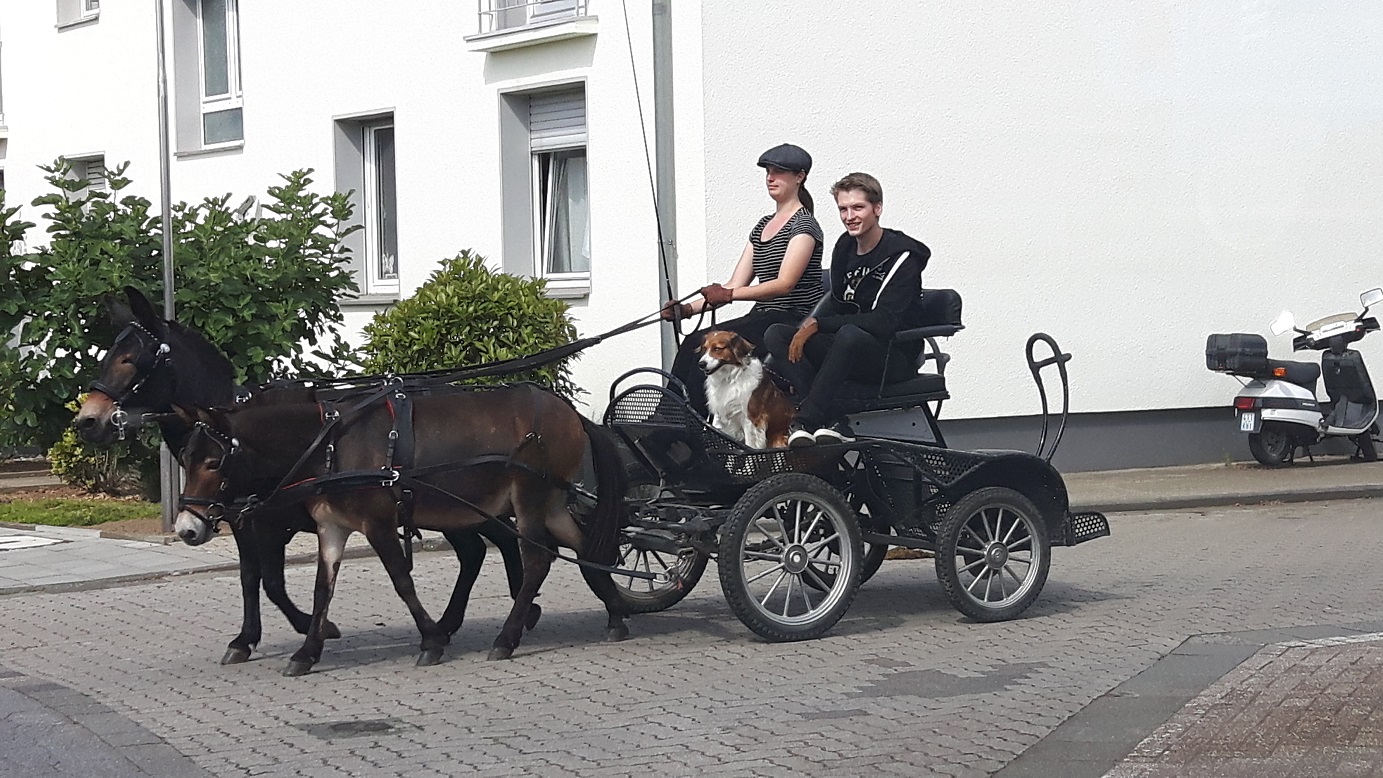 Bildansicht