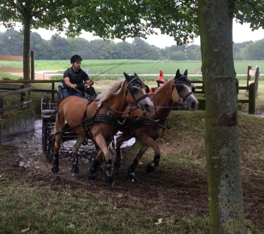 Fahrsportfreunde bei den Rheinischen Meisterschaften