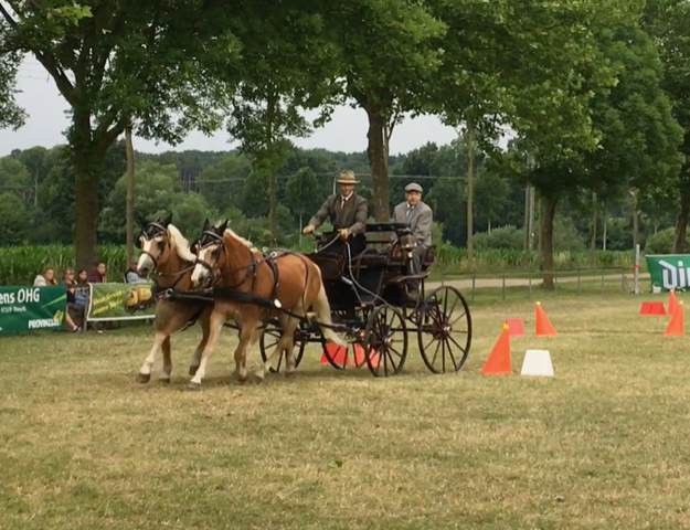 Fahrsportfreunde bei den Rheinischen Meisterschaften